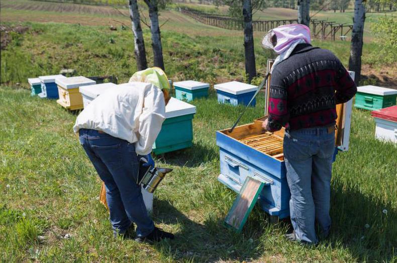 Zawód pszczelarza – praca z pasją